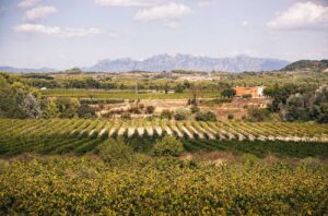 DO Cava vineyards and diverse terrain