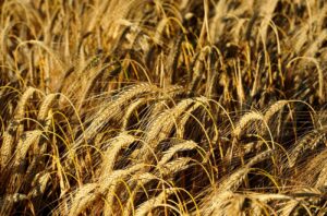 Field of barley