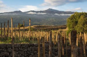 Etna DOC winemaking region in Sicily.