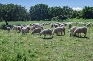 Pecorino Romano PDO is a hard cheese made from sheep’s milk in Italy