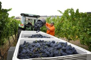 Picking Pinot Noir grapes at De Bortoli winery in the Yarra Valley, Victoria.