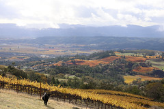 Alexander Valley Floor from Geysers rd.