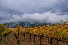 Alexander Valley Vineyard