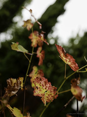 Autumn Vine