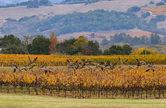 Canada Geese over Vineyard