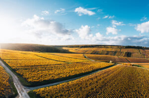 Chablis vineyards in autumn.