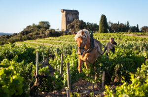 Châteauneuf-du-Pape 2023