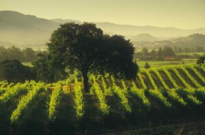 2014 Napa Valley Cabernet Sauvignon