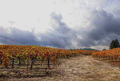 Drycreek Valley November Vineyard