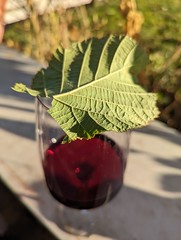 Glass of Red Wine Summer Garden Germany © Glas Rotwein Sommer Garten Deutschland ©