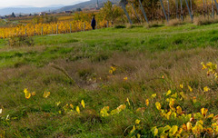 Herbst in der Thermenregion