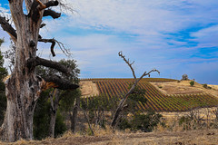 Hilltop Vineyard, Geysers rd.