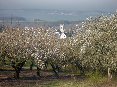 Irancy spring