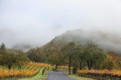 Kenwood Vineyard, Morning Mist