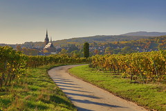 Kiedrich/Rheingau (Germany): Enjoy the Autumn - www.Wein-Image.de