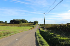 La D113, bordée par les vignes du domaine Saint-Lannes (Lagraulet-du-Gers)