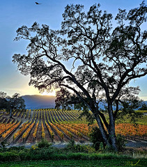 Last rays in the vineyards