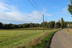 Les vignes du domaine Saint-Lannes