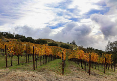 Mt. Veeder rd. Vineyard