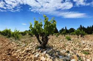 Rasteau Cairanne Vinsobres 2023