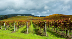 Sonoma_Vineyard_34031