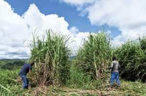 Cutting sugar cane on the Baie des Trésors estate in Martinique.