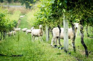 Vineyard with sheep