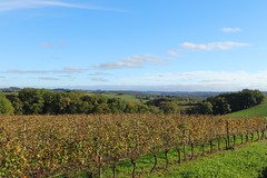 Un moment de tranquilité dans les vignes