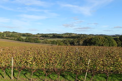 Vallon de vignes aux couleurs d'automne