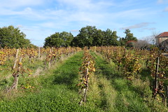 Vignes à Saint-Pierre-d'Aubézies