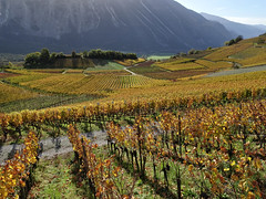 Vignoble près de Loèche