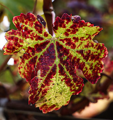 Wine Grape Leaf