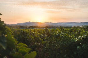 Vineyards at Sainte Marguerite