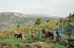 Horses in vineyard