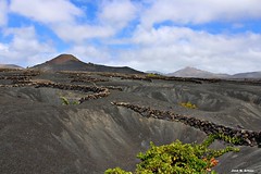 Viñedos Valle de La Geria Lanzarote.                                       Canarias