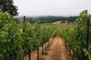 Westwood winery's Annadel Gap vineyards