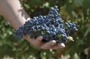 Hand holding red grapes