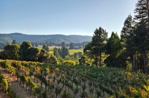 Anderson Valley Pinot Noir