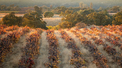 Autumn Vineyard, Amador County