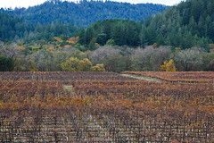 Drycreek Fall Vineyard, leaves almost gone for year