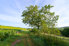 Essômes-sur-Marne