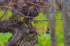 Grapevine Closeup