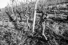 Monochrome Vineyard