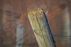 Post and Bokeh