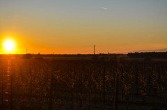 Sunset Over Vineyards [Togliano - 10 November 2024]