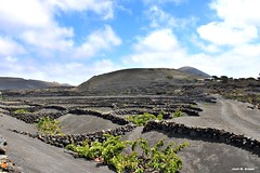 Viñedos Valle de La Geria Lanzarote.                                 Canarias