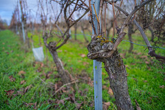 Vineyard Bokeh