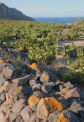 Vineyard Stone Wall