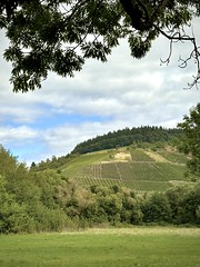 Vineyard along the Rhine