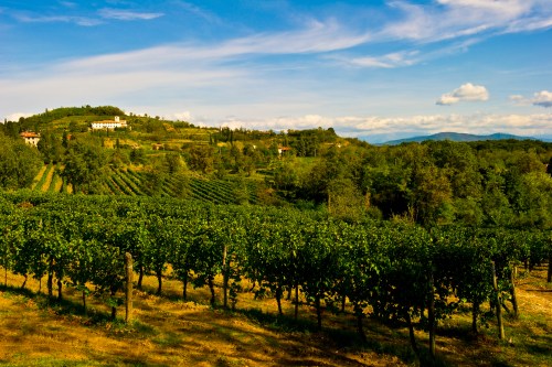 Eugenio Collavini vineyards (image: Eugenio Collavini)